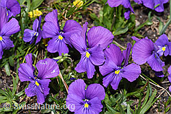 Viola calcarata (F281124)