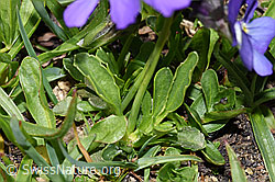 Viola calcarata (F281128)