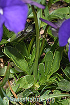 Viola calcarata (F281129)