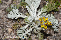 Graues Greiskraut (Senecio incanus) (08.2024, F281151)