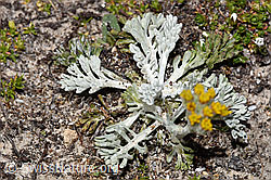 Senecio incanus (F281152)