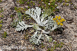 Graues Greiskraut (Senecio incanus) (08.2024, F281153)