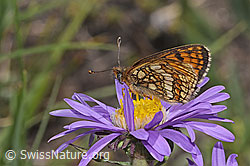 Wachtelweizen-Scheckenfalter (Melitaea athalia) auf Alpen-Aster (Aster alpinus) (08.2024, F281165)