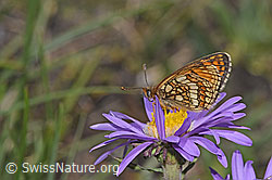 Wachtelweizen-Scheckenfalter (Melitaea athalia) auf Alpen-Aster (Aster alpinus) (08.2024, F281167)
