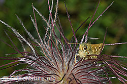 Foto: Weissfleckiger Kommafalter (Hesperia comma) auf Schwefel-Anemone (Pulsatilla alpina ssp. apiifolia)