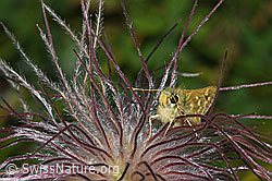 Weissfleckiger Kommafalter (Hesperia comma) auf Schwefel-Anemone (Pulsatilla alpina ssp. apiifolia) (31.08.2024, F285304)