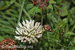 Schnee-Klee (Trifolium pratense ssp. nivale) (31.08.2024, F285345)