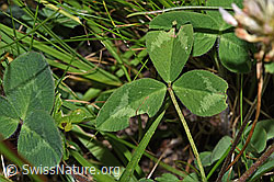 Schnee-Klee (Trifolium pratense ssp. nivale) (31.08.2024, F285346)