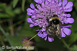 Foto: Pyrenäenhummel (Bombus pyrenaeus) auf Glänzender Skabiose (Scabiosa lucida)