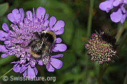 Foto: Pyrenäenhummel (Bombus pyrenaeus) auf Glänzender Skabiose (Scabiosa lucida)