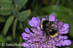 Pyrenäenhummel (Bombus pyrenaeus) auf Glänzender Skabiose (Scabiosa lucida) (31.08.2024, F285367)