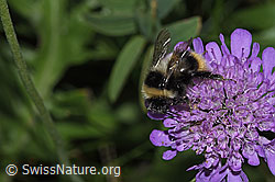 Pyrenäenhummel (Bombus pyrenaeus) auf Glänzender Skabiose (Scabiosa lucida) (31.08.2024, F285369)