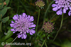 Glänzende Skabiose (Scabiosa lucida) (F285371)