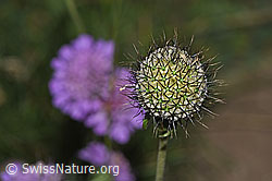 Glänzende Skabiose (Scabiosa lucida) (F285373)