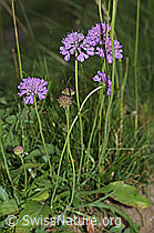 Glänzende Skabiose (Scabiosa lucida) (31.08.2024, F285374)