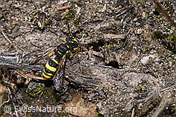 Bienenjagende Knotenwespe (Cerceris rybyensis) (F286984)