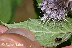 Foto: Rossminze (Mentha longifolia)