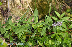 Foto: Rossminze (Mentha longifolia)