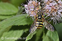 Gemeine Wespenschwebfliege (Chrysotoxum cautum)