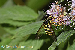 Foto: Gemeine Wespenschwebfliege (Chrysotoxum cautum) auf Rossminze (Mentha longifolia)