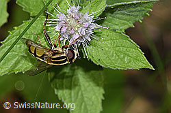 Foto: Grosse Sumpfschwebfliege (Helophilus trivittatus) auf Rossminze (Mentha longifolia)
