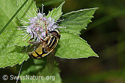 Grosse Sumpfschwebfliege (Helophilus trivittatus) auf Kanadische Goldrute (Solidago canadensis)