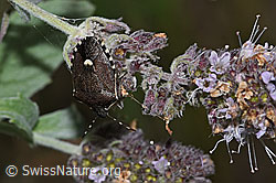 Brombeer-Perlmuttfalter (Brenthis daphne) auf Echtem Dost (Origanum vulgare)