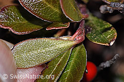 Immergrüne Bärentraube (Arctostaphylos uva-ursi) (F288925) Immergrüne Bärentraube (Arctostaphylos uva-ursi) (F288925)