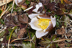 Frühlings-Anemonen (Pulsatilla vernalis) (F288932) Frühlings-Anemonen (Pulsatilla vernalis) (F288932)