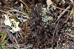 Isländisch Moos (Cetraria islandica) (F288943) Isländisch Moos (Cetraria islandica) (F288943)