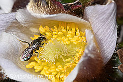 Dunkelgrüne Schmalbiene (Lasioglossum morio) auf Frühlings-Anemone (Pulsatilla vernalis) (F288953) Dunkelgrüne Schmalbiene (Lasioglossum morio) auf Frühlings-Anemone (Pulsatilla vernalis) (F288953)