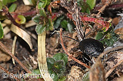 Foto: Rainfarn-Blattkäfer (Galeruca tanaceti)