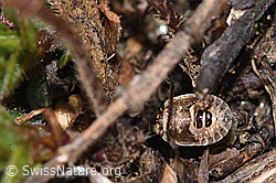 Foto: Sciocoris homalonotus (Baumwanze)