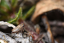 Foto: Wiesen-Dickkopfzikade (Anaceratagallia ribauti)