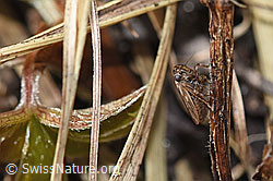 Foto: Wiesen-Dickkopfzikade (Anaceratagallia ribauti)