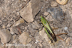 Heidegrashüpfer (Stenobothrus lineatus) (F289258) Heidegrashüpfer (Stenobothrus lineatus) (F289258)