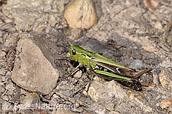 Heidegrashüpfer (Stenobothrus lineatus) (F289260) Heidegrashüpfer (Stenobothrus lineatus) (F289260)