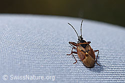 Fichtenzapfenwanze (Gastrodes abietum) (F289282) Fichtenzapfenwanze (Gastrodes abietum) (F289282)