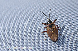 Fichtenzapfenwanze (Gastrodes abietum) (F289283) Fichtenzapfenwanze (Gastrodes abietum) (F289283)