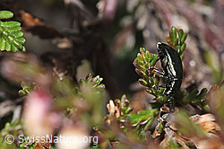 Besenheide (Calluna vulgaris)