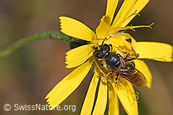 Rotbeinige Furchenbiene (Halictus rubicundus) auf Blume (F289317) Rotbeinige Furchenbiene (Halictus rubicundus) auf Blume (F289317)