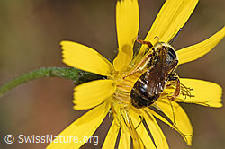 Rotbeinige Furchenbiene (Halictus rubicundus) auf Blume (F289321) Rotbeinige Furchenbiene (Halictus rubicundus) auf Blume (F289321)