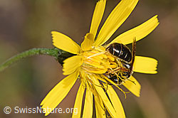 Rotbeinige Furchenbiene (Halictus rubicundus) auf Blume (F289323) Rotbeinige Furchenbiene (Halictus rubicundus) auf Blume (F289323)