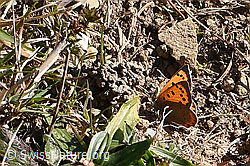 Kleiner Feuerfalter (Lycaena phlaeas) (F289345) Kleiner Feuerfalter (Lycaena phlaeas) (F289345)