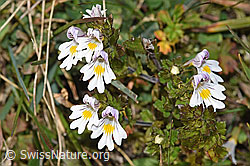 Gebräuchlicher Augentrost (Euphrasia rostkoviana) (F289349)