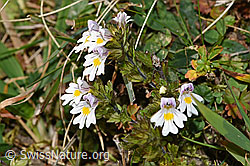 Gebräuchlicher Augentrost (Euphrasia rostkoviana) (F289350)
