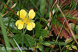 Blutwurz (Potentilla erecta) (F289781)