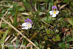 Gebräuchlicher Augentrost (Euphrasia rostkoviana) (F289786)