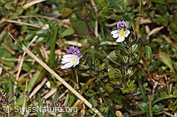 Gebräuchlicher Augentrost (Euphrasia rostkoviana) (F289788)