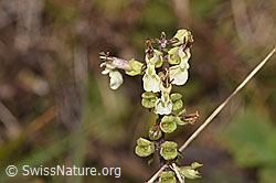Salbeiblättriger Gamander (Teucrium scorodonia) (F289799) Salbeiblättriger Gamander (Teucrium scorodonia) (F289799)